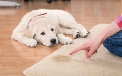 Ecco perché il cane urina in casa